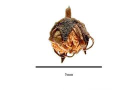  Fruit:  Crypteronia griffithii ; Photo by R. Gibbons, USDA APHIS PPQ, Kirkbride et al. (2006)
