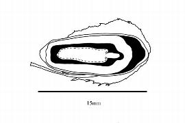  Embryo:  Ctenolophon parviflorus ; Illustration by K. Parker, Kirkbride et al. (2006)
