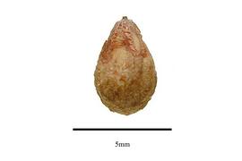  Seed:  Juniperus squamata ; Photo by R. Gibbons, USDA APHIS PPQ, Kirkbride et al. (2006)
