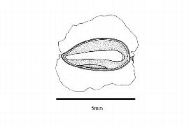  Embryo:  Chamaecyparis lawsoniana ; Illustration by K. Parker, Kirkbride et al. (2006)
