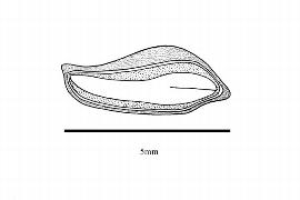  Embryo:  Cupressus arizonica ; Illustration by K. Parker, Kirkbride et al. (2006)
