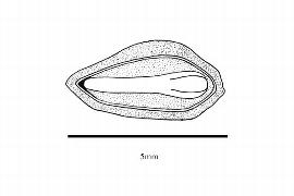  Embryo:  Juniperus scopulorum ; Illustration by K. Parker, Kirkbride et al. (2006)
