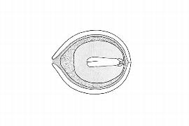  Embryo:    Cycas circinalis ; Illustration by K. Parker, Kirkbride et al. (2006)
