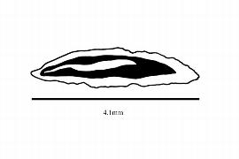   Embryo:   Cliftonia monophylla ; Illustration by K. Parker, Kirkbride et al. (2006)
