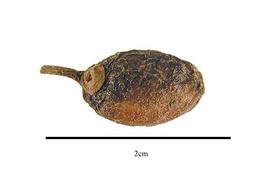  Fruit:  Daphniphyllum himalense ; Photo by R. Gibbons, USDA APHIS PPQ, Kirkbride et al. (2006)
