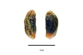  Seeds:  Daphniphyllum himalense ; Photo by R. Gibbons, USDA APHIS PPQ, Kirkbride et al. (2006)
