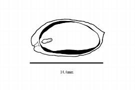  Embryo:  Daphniphyllum himalense ; Illustration by K. Parker, Kirkbride et al. (2006)
