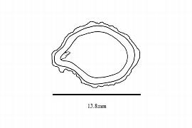  Embryo:  Degeneria vitiensis ; Illustration by K. Parker, Kirkbride et al. (2006)
