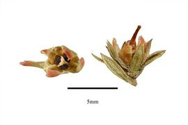  Fruit:  Pyxidanthera barbulata ; Photo by R. Gibbons, USDA APHIS PPQ, Kirkbride et al. (2006)
