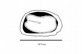  Embryo:  Stephanopodium blanchetianum ; Illustration by K. Parker, Kirkbride et al. (2006)
