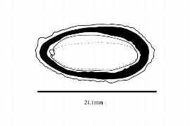  Embryo:  Tapura amazonica ; Illustration by K. Parker, Kirkbride et al. (2006)
