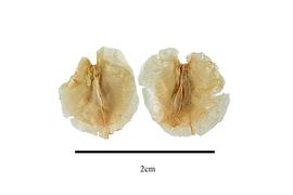  Fruit:  Didierea madagascariensis ; Photo by R. Gibbons, USDA APHIS PPQ, Kirkbride et al. (2006)
