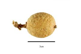  Fruit:  Didymeles integrifolia ; Photo by R. Gibbons, USDA APHIS PPQ, Kirkbride et al. (2006)
