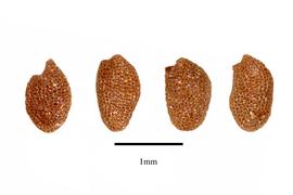  Seeds:  Diervilla sessilifolia ; Photo by R. Gibbons, USDA APHIS PPQ, Kirkbride et al. (2006)
