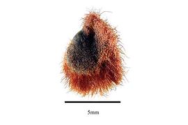  Seed:  Dillenia indica ; Photo by R. Gibbons, USDA APHIS PPQ, Kirkbride et al. (2006)
