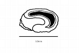  Embryo:  Curatella americana ; Illustration by K. Parker, Kirkbride et al. (2006)
