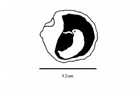  Embryo:  Davilla nitida ; Illustration by K. Parker, Kirkbride et al. (2006)
