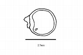  Embryo:  Hibbertia linearis ; Illustration by K. Parker, Kirkbride et al. (2006)
