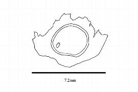  Embryo:  Tetracera alnifolia ; Illustration by K. Parker, Kirkbride et al. (2006)
