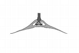  Embryo:  Dioncophyllum thollonii ; Illustration by K. Parker, Kirkbride et al. (2006)
