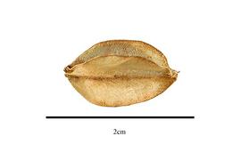   Fruit:   Dioscorea sinuata ; Photo by R. Gibbons, USDA APHIS PPQ, Kirkbride et al. (2006) 
