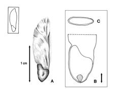   Seed, embryo:   Dioscorea bulbifera  (A, seed; B, embryo in situ; C, transection of seed); Illustration by L.E. Chandler from Gunn and Ritchie (1988) 
