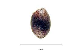  Seed:  Dipentodon sinicus ; Photo by R. Gibbons, USDA APHIS PPQ, Kirkbride et al. (2006)
