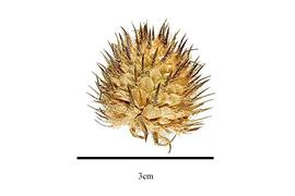  Fruit:  Dipsacus asper ; Photo by R. Gibbons, USDA APHIS PPQ, Kirkbride et al. (2006)
