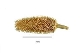  Fruit:  Dipsacus fullonum ; Photo by R. Gibbons, USDA APHIS PPQ, Kirkbride et al. (2006)
