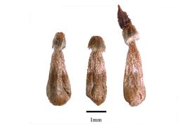  Fruit:  Dipsacus fullonum ; Photo by R. Gibbons, USDA APHIS PPQ, Kirkbride et al. (2006)
