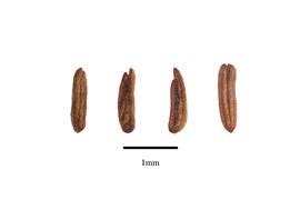  Seeds:  Dipsacus fullonum ; Photo by R. Gibbons, USDA APHIS PPQ, Kirkbride et al. (2006)
