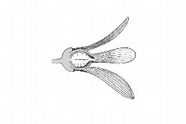  Embryo:  Dryobalanops aromatica ; Illustration by K. Parker, Kirkbride et al. (2006)
