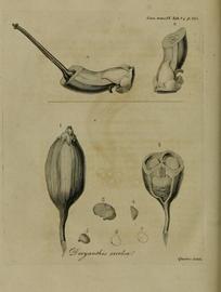   Fruits, seeds, embryo:   Doryanthes excelsa  (1, fruit; 2, transverse section of fruit; 3) seed; 4) section of the seed; 7) longitudinal section of seed with coat removed showing embryo and nutritive tissue); Illustration by G. Queiroz, Correa de Serra (1802), courtesy of Biodiversity Heritage Library 
