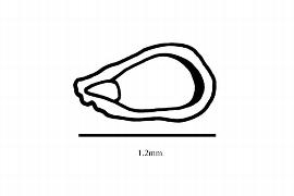  Embryo:  Dionaea muscipula ; Illustration by K. Parker, Kirkbride et al. (2006)
