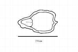  Embryo:  Drosophyllum lusitanicum ; Illustration by K. Parker, Kirkbride et al. (2006)
