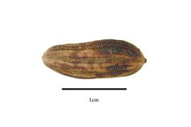  Seed:  Elaeagnus angustifolia ; Photo by R. Gibbons, USDA APHIS PPQ, Kirkbride et al. (2006)
