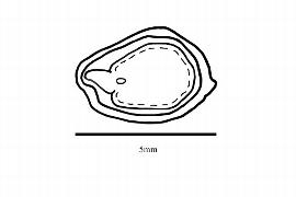  Embryo:  Hippophae rhamnoides ; Illustration by K. Parker, Kirkbride et al. (2006)
