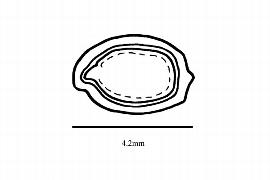  Embryo:  Shepherdia argentea ; Illustration by K. Parker, Kirkbride et al. (2006)
