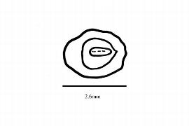  Embryo:  Aristotelia serrata ; Illustration by K. Parker, Kirkbride et al. (2006)
