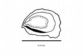  Embryo:  Crinodendron hookerianum ; Illustration by K. Parker, Kirkbride et al. (2006)
