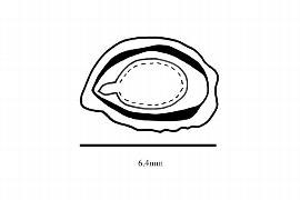  Embryo:  Dubouzetia confusa ; Illustration by K. Parker, Kirkbride et al. (2006)
