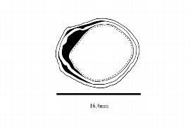  Embryo:  Peripentadenia mearsii ; Illustration by K. Parker, Kirkbride et al. (2006)
