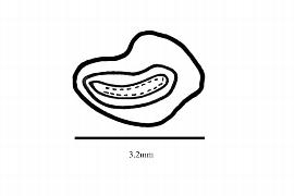  Embryo:  Sericolea  sp.; Illustration by K. Parker, Kirkbride et al. (2006)
