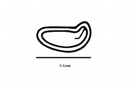  Embryo:  Bergia texana ; Illustration by K. Parker, Kirkbride et al. (2006)
