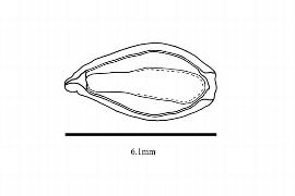  Embryo:  Ephedra altissima ; Illustration by K. Parker, Kirkbride et al. (2006)
