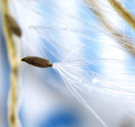   Seed:   Epilobium  sp.; Photo by K.E. Clancy, USDA APHIS PPQ, imageID.idtools.org
