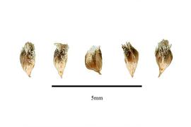   Fruits:   Eriocaulon benthamii ; Photo by R. Gibbons, USDA APHIS PPQ, Kirkbride et al. (2006) 
