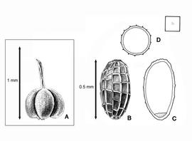   Fruit, seed, embryo:   Eriocaulon truncatum  (A, fruit; B, seed; C, embryo in situ; D, seed transection); Illustration by L.E. Chandler from Gunn and Ritchie (1988)
