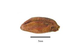  Fruit:  Erythroxylum coca ; Photo by R. Gibbons, USDA APHIS PPQ, Kirkbride et al. (2006)
