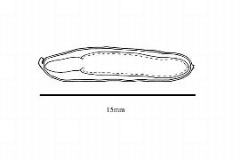  Embryo:  Eucommia ulmoides ; Illustration by K. Parker, Kirkbride et al. (2006)
